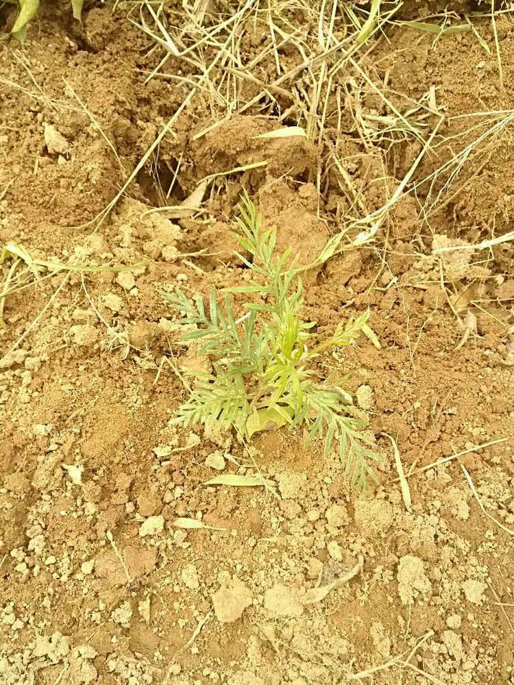 tree image
