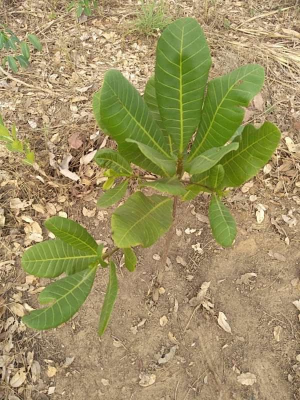 tree image