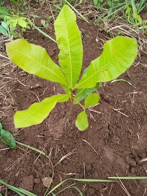 tree image