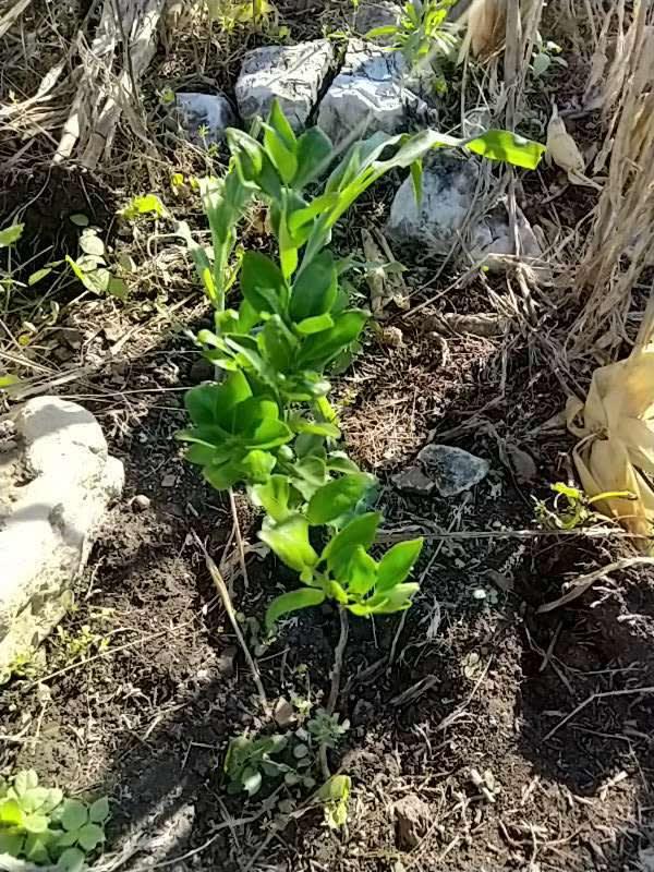 tree image