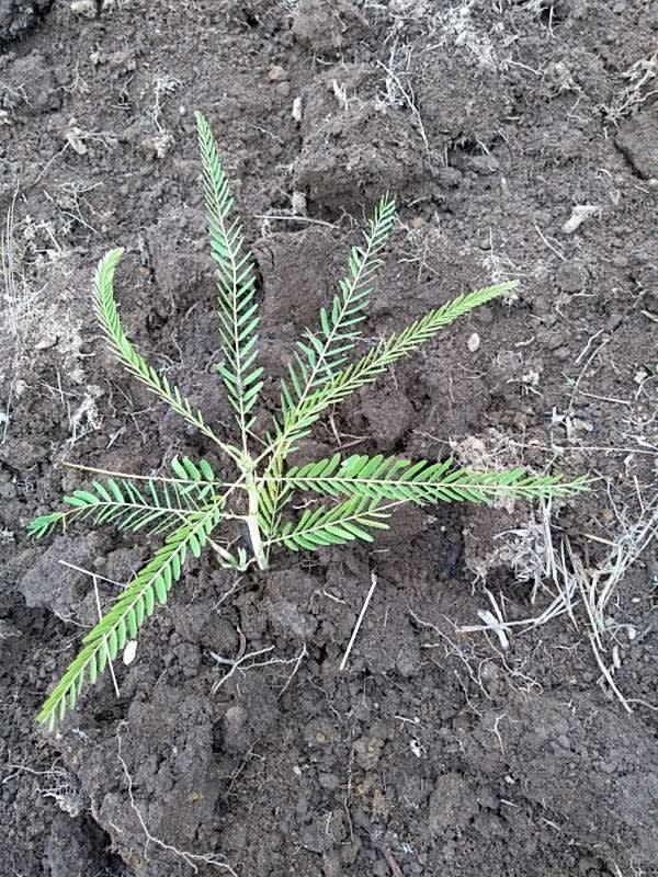 tree image