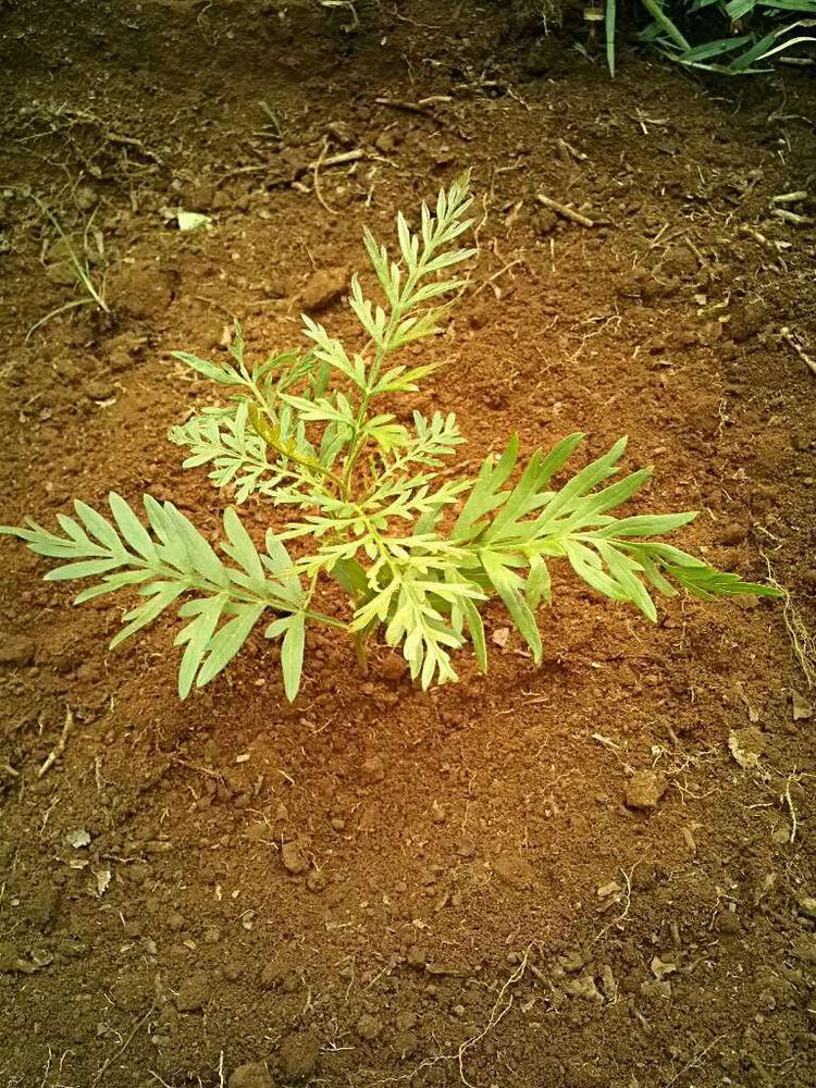 tree image