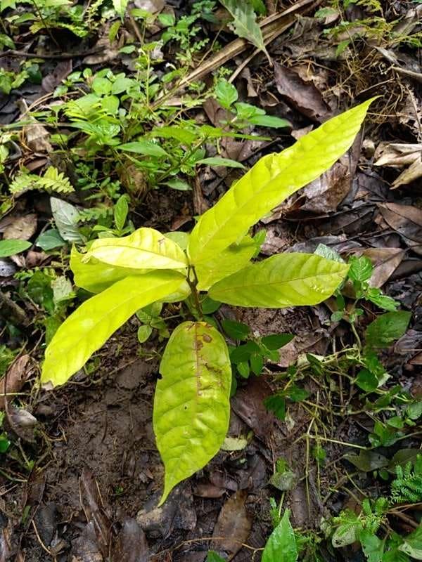 tree image
