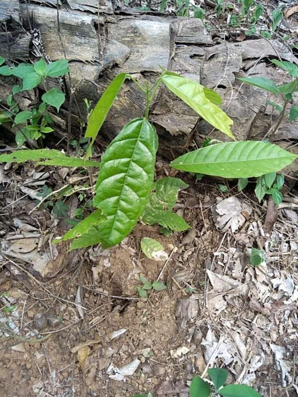 tree image