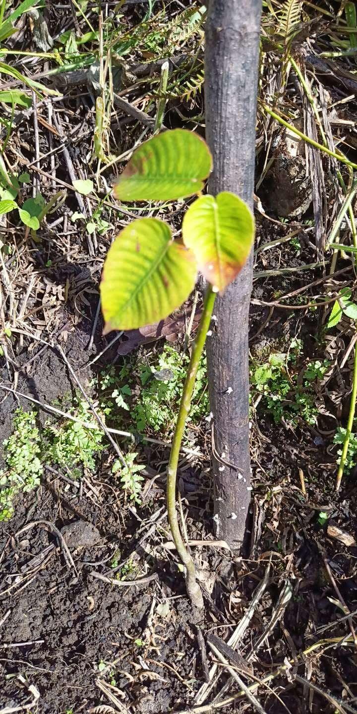 tree image