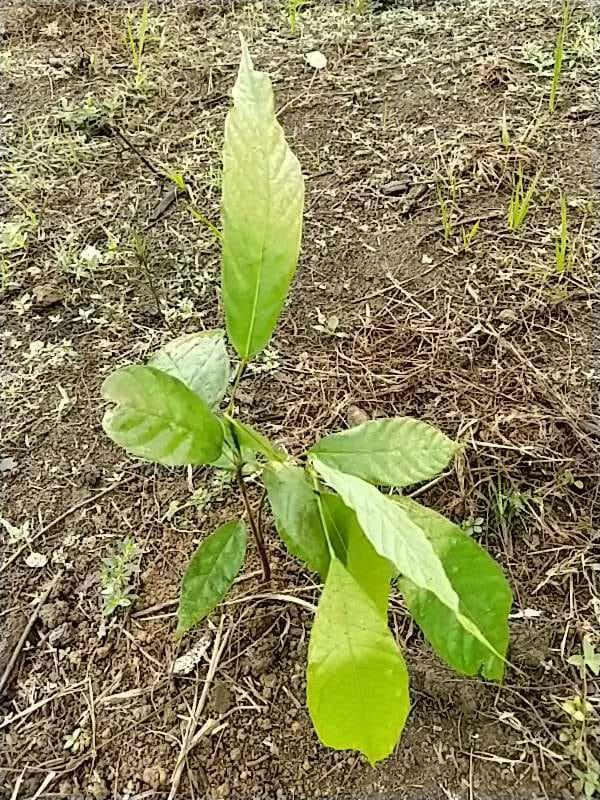tree image