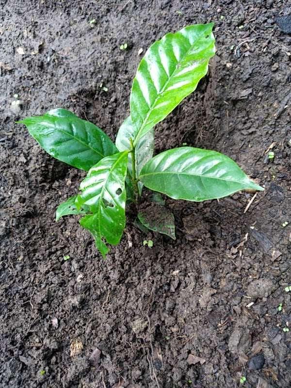 tree image