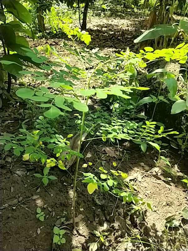 tree image