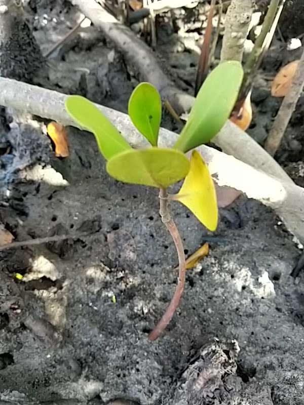 tree image