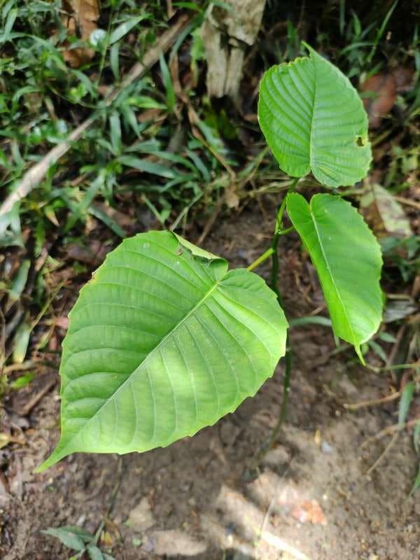 tree image