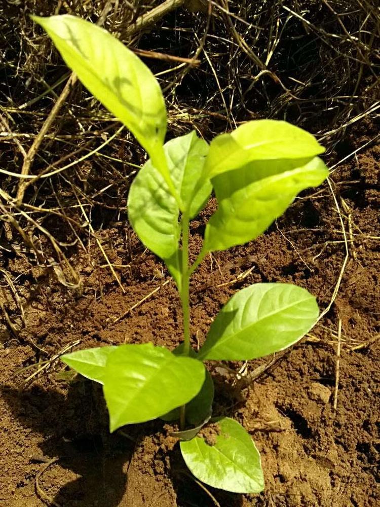 tree image