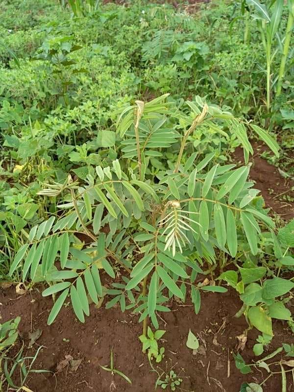 tree image