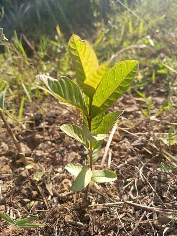 tree image