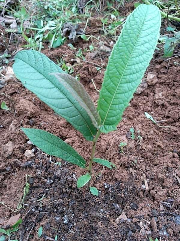 tree image