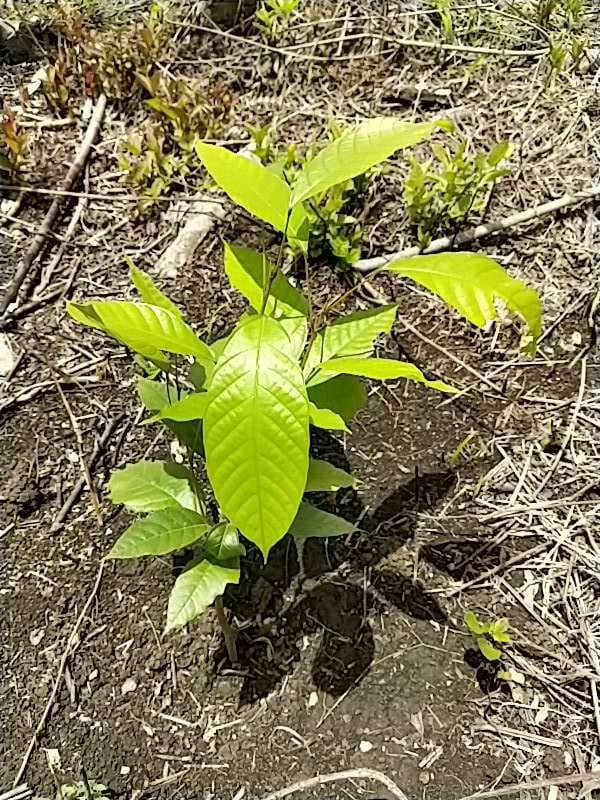 tree image