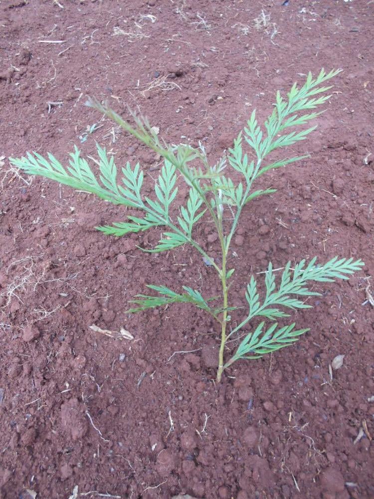 tree image