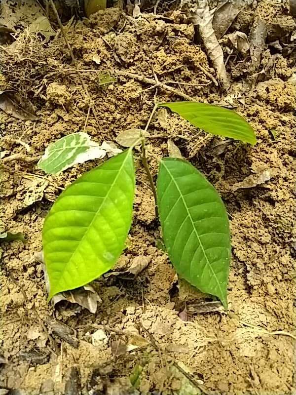 tree image