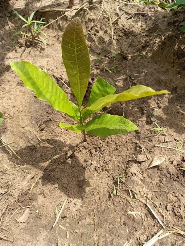 tree image