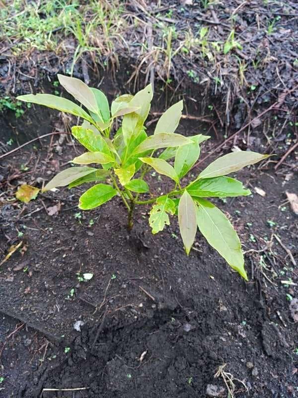 tree image
