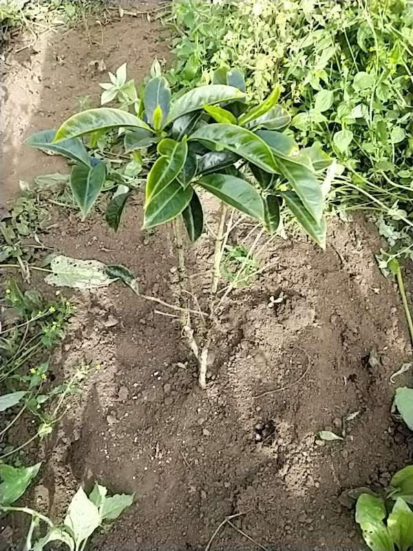 tree image