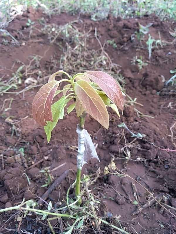 tree image