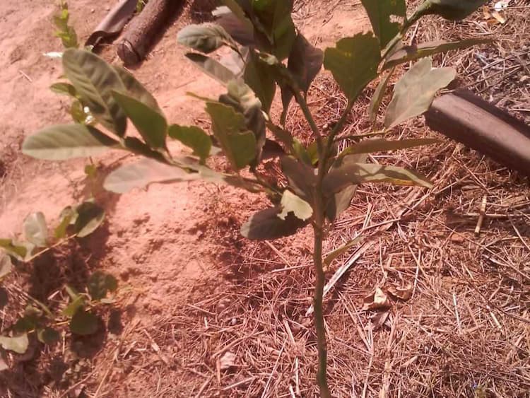 tree image