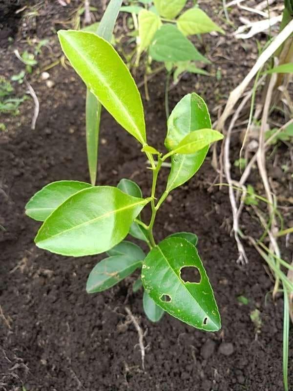 tree image