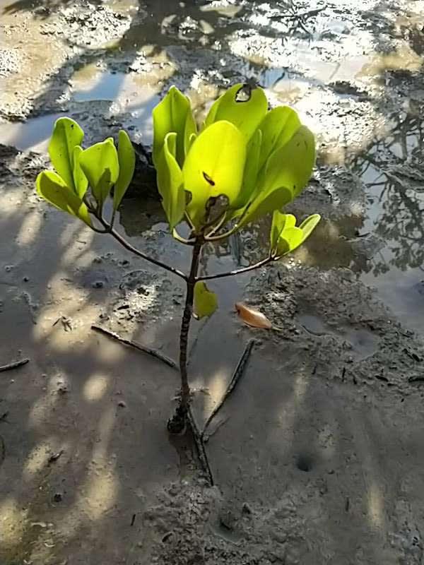 tree image