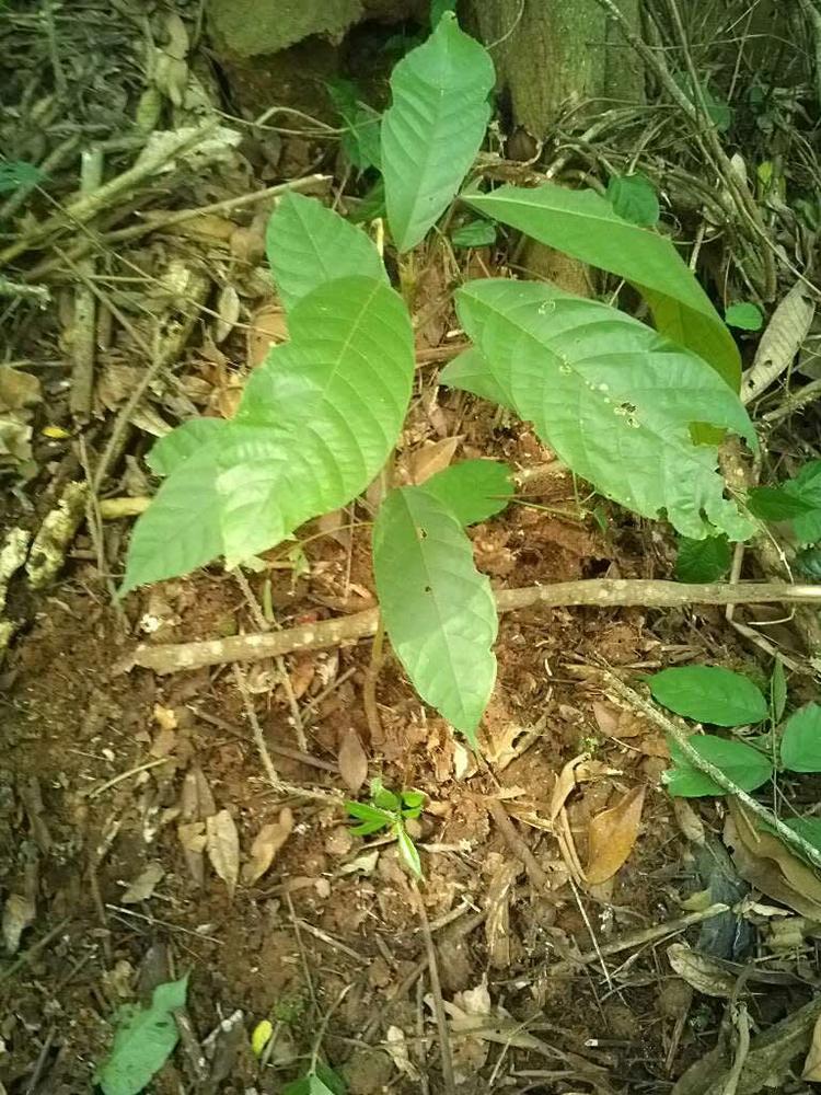 tree image