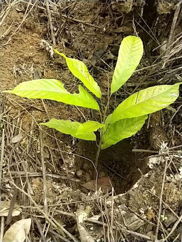 tree image