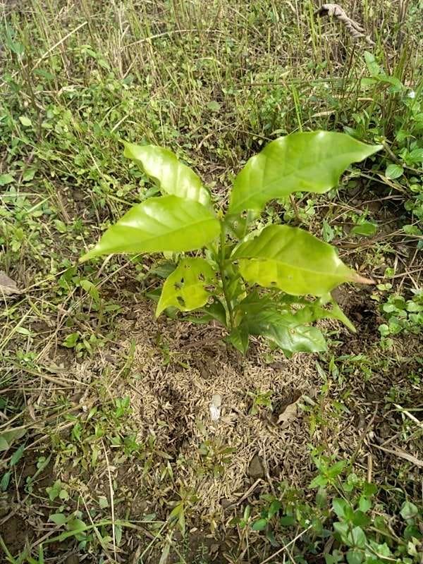 tree image