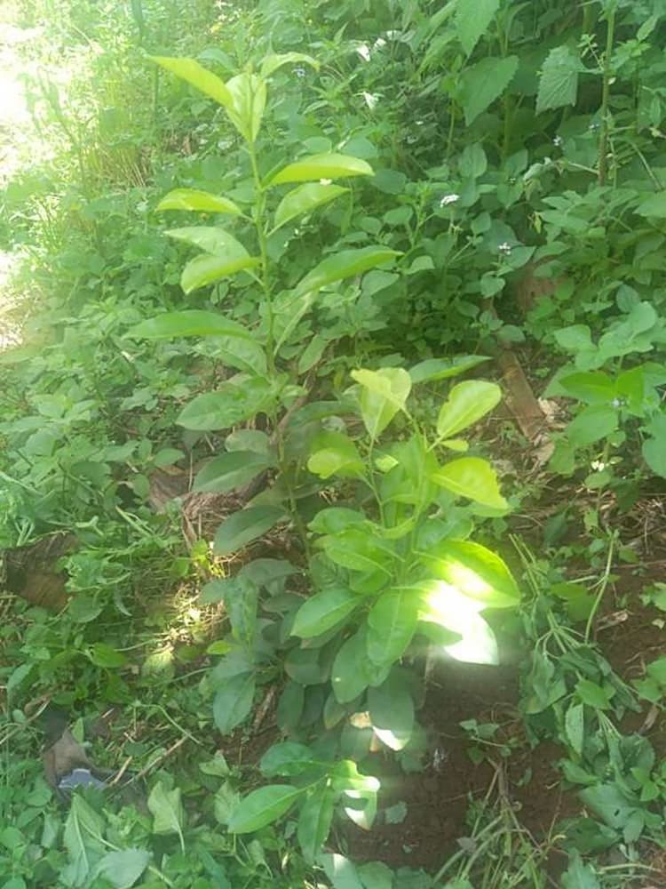 tree image