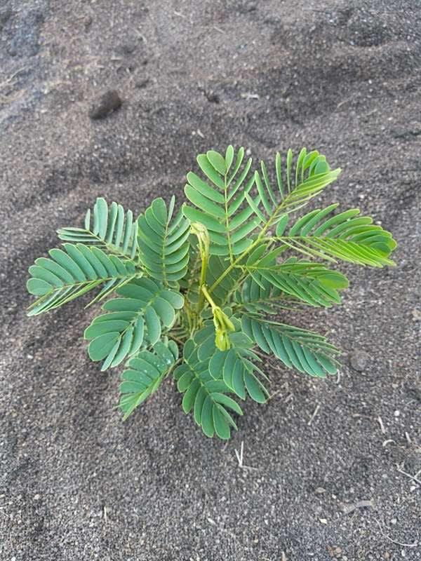 tree image
