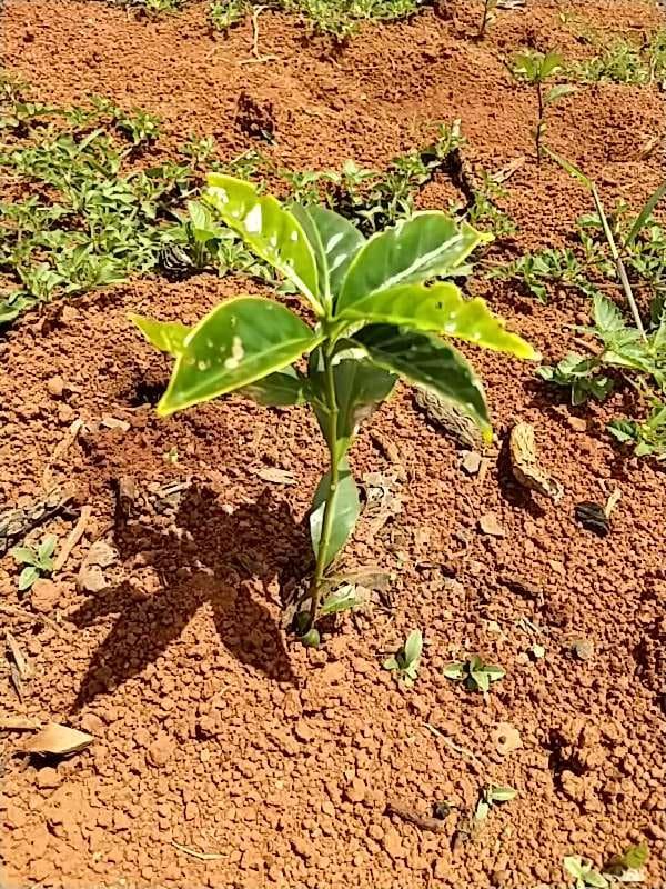 tree image