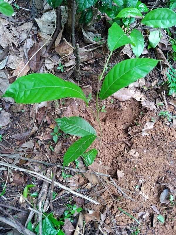 tree image