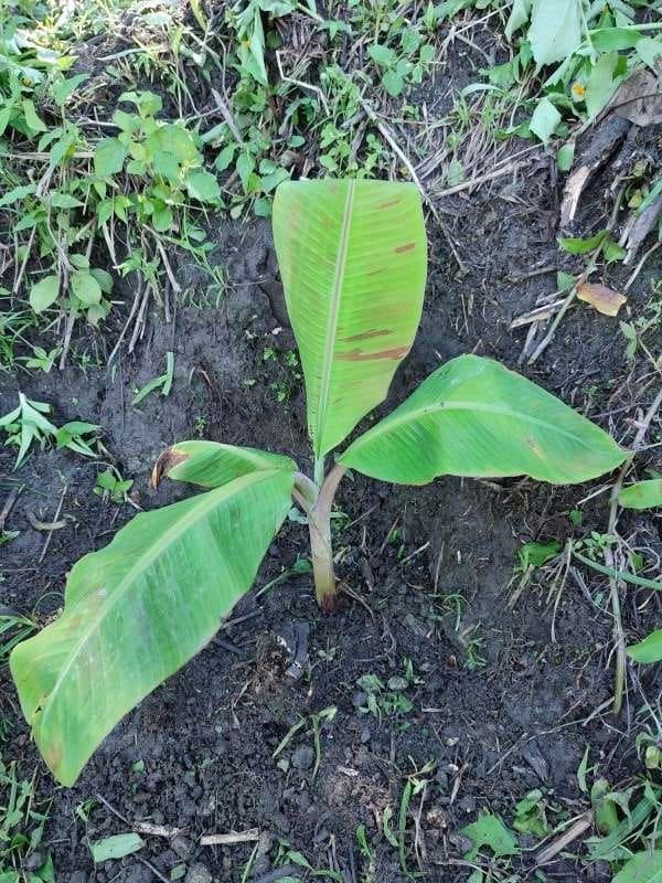 tree image