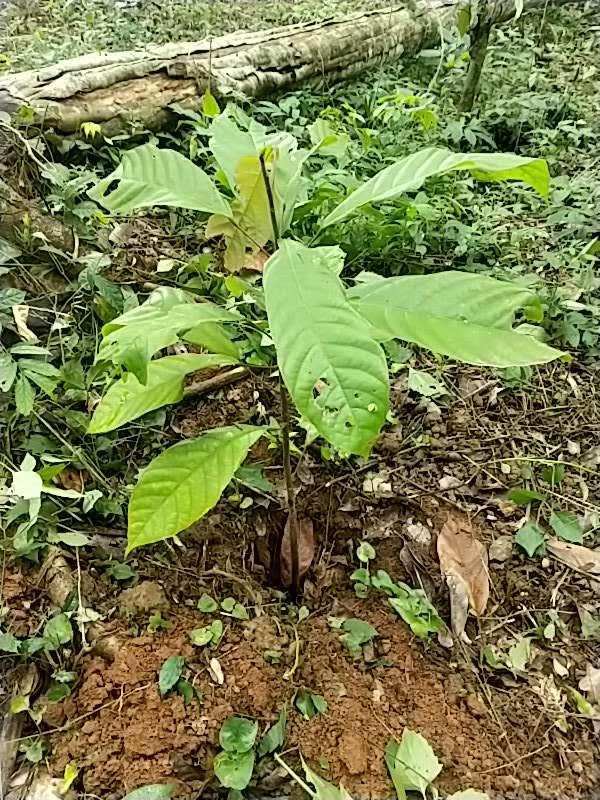 tree image