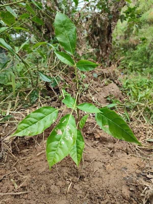 tree image