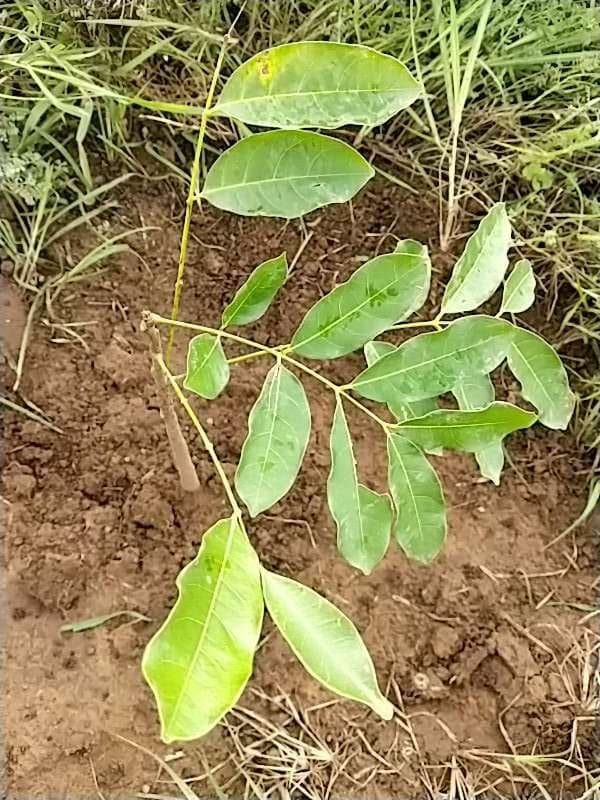 tree image