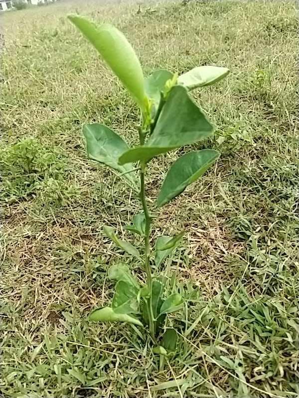 tree image