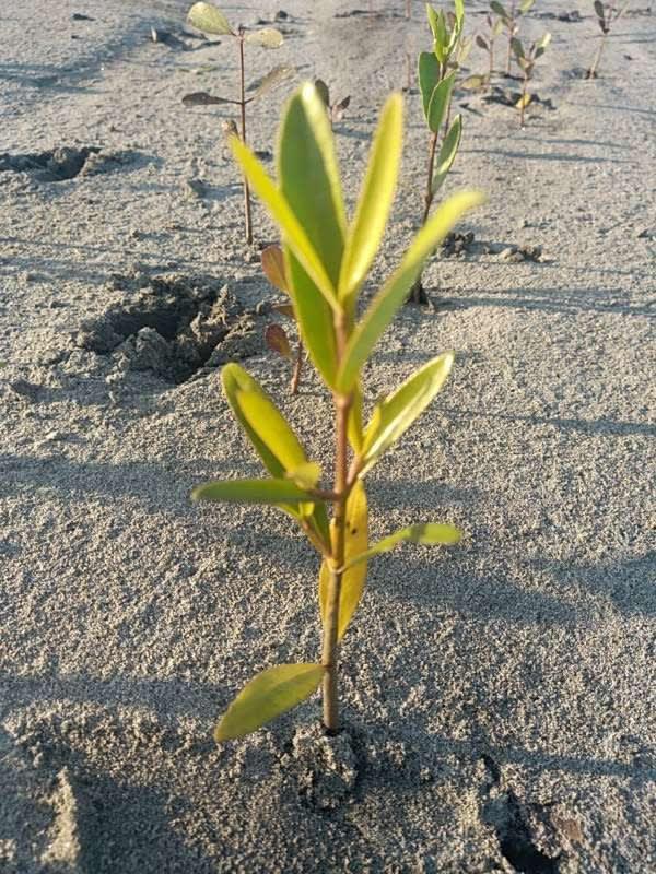 tree image