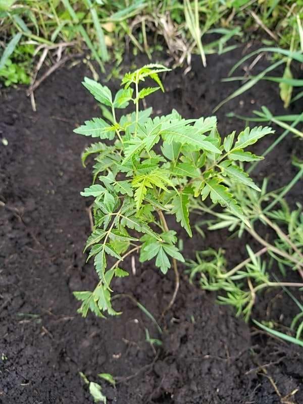 tree image