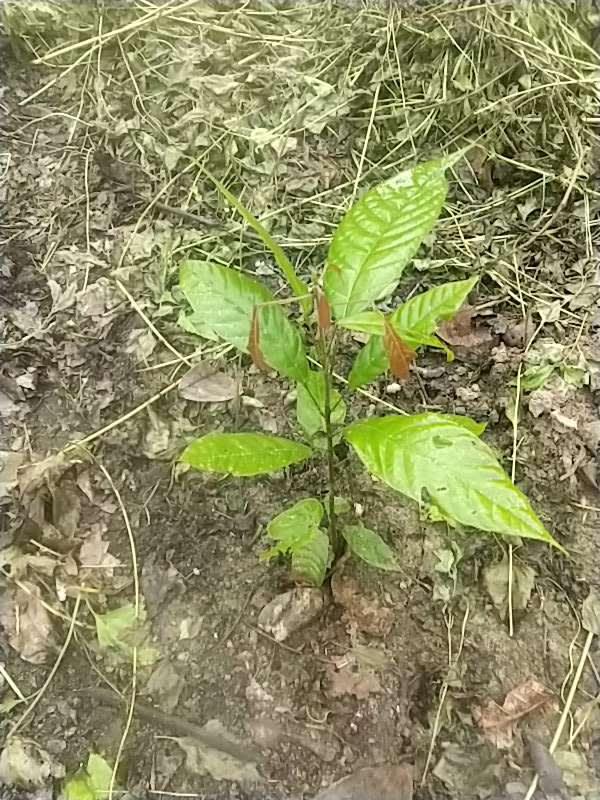 tree image