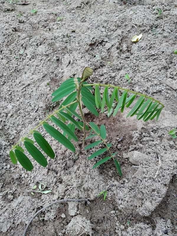 tree image