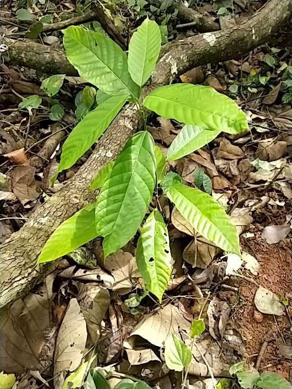 tree image