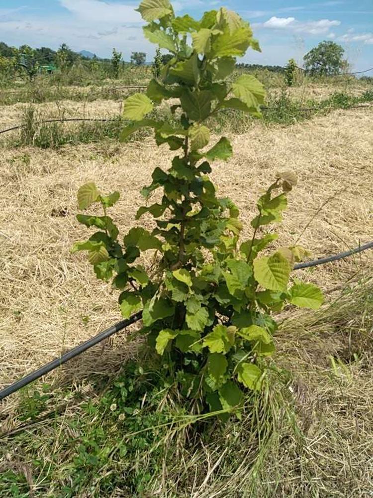 tree image