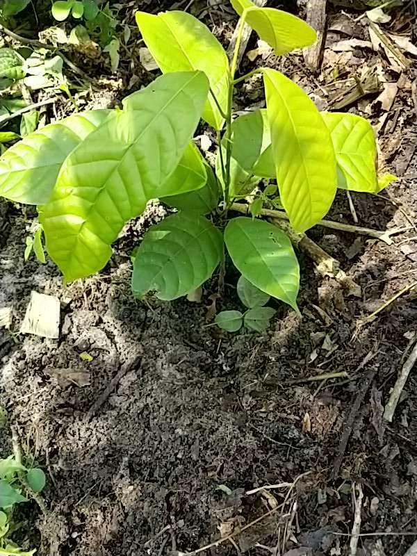 tree image