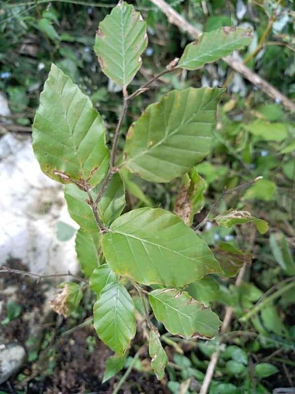 tree image