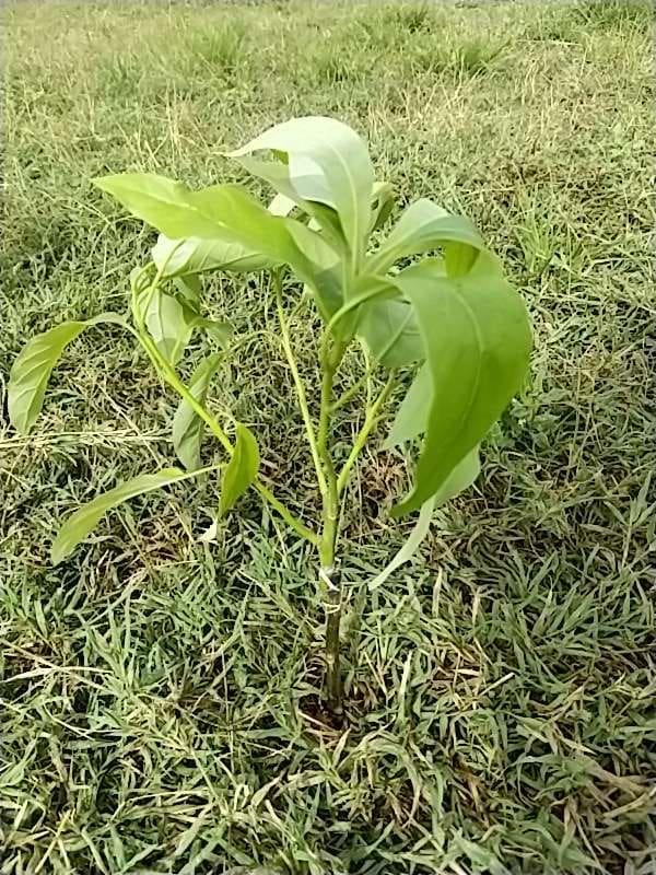 tree image
