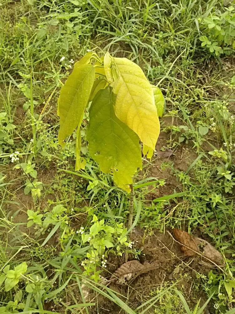 tree image